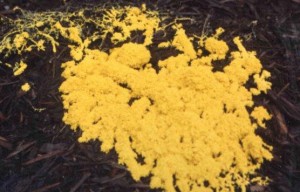 Physarum polycephalum