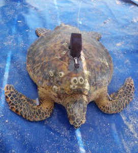 Newbury animal tracker turtle