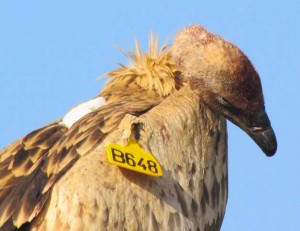Newbury animal tracker vulture