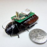 NCSU insect