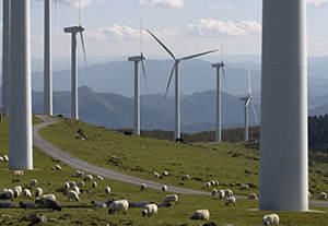 windfarm-sheep