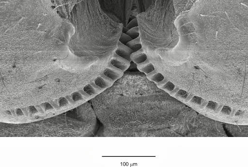 Functioning 'mechanical gears' seen in nature for the first time