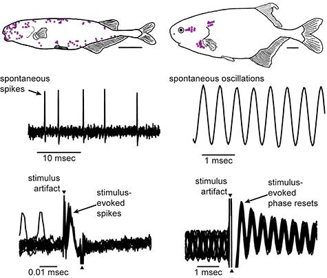 These Electric Fish Detect Images of What Their Companions Are