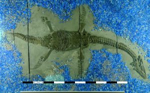 17_93 A plesiosaur fossil pic