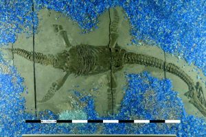 17_93-A-plesiosaur-fossil-pic-300x200.jpg