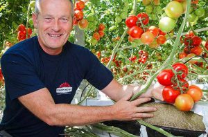 Plessey tomatoes Geert Koot