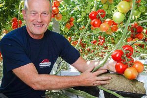 Plessey tomatoes Geert Koot