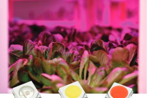 Luxeon-leds-grow-lettuce