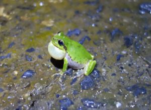 OsakaU-frog-based-coms