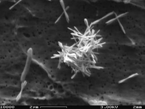 Houston-curran-tellurium-nanocomposit