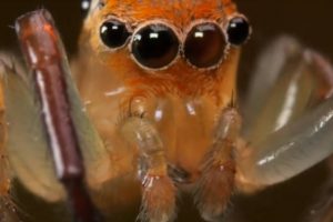 Harvard-jumping-spider