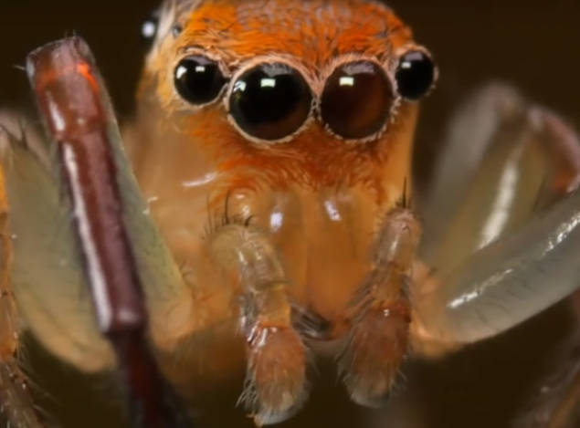 Visual attention and processing in jumping spiders: Trends in Neurosciences