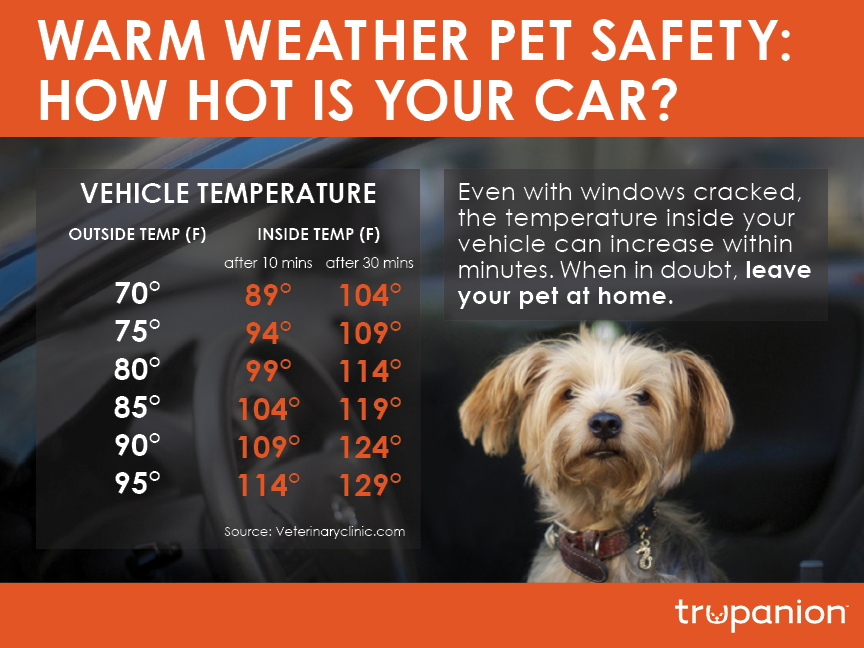 Detecting pets and children in hot cars