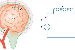 Shinshu-University-skull-scan