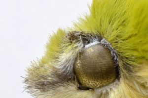 Tokyo-University-of-Science-moth eye anti-reflection