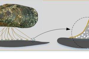 University-of-Nottingham-Mussel-adhesion