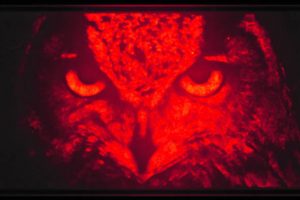 Porotech native red InGaN display owl image