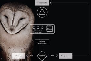 Owl hearing and vision