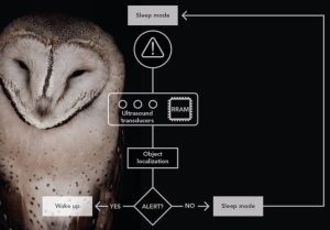 Owl hearing and vision