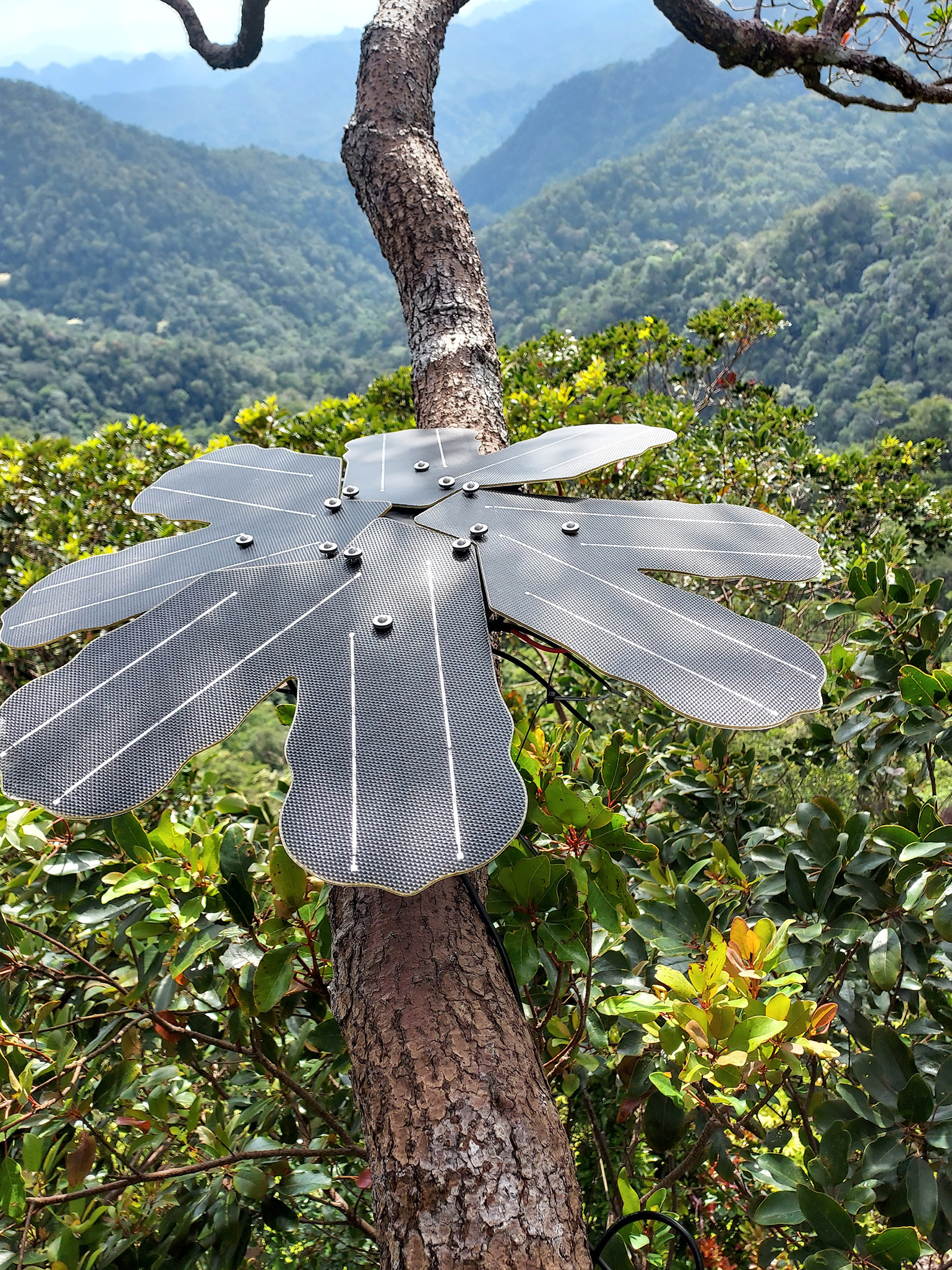 Sensors monitoring rain forests