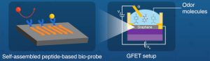 Tokyo tech graphene nose peptides and gfet