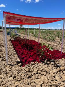 Picture of the Day: Solar panels keeping plants in the red