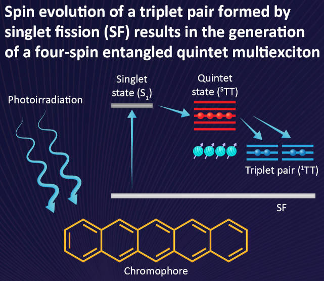 Chromophore qubits hold four electron spins at room temperature