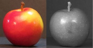 Bruised apple imaged with Senseeker focal plane array