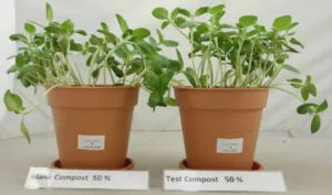 Sunflower Plant Growth in 50 Percent Compost Containing Eco Works 100 web