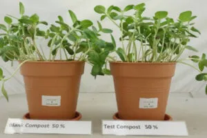 Sunflower Plant Growth in 50 Percent Compost Containing Eco Works 100 web