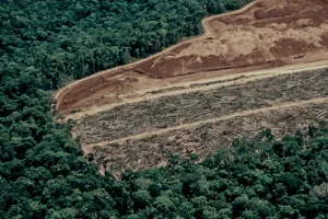 ICEYE-Deforestation-Solution-Press-Release-Webpage-300x200.webp