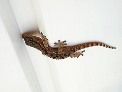 baby-gecko.jpg